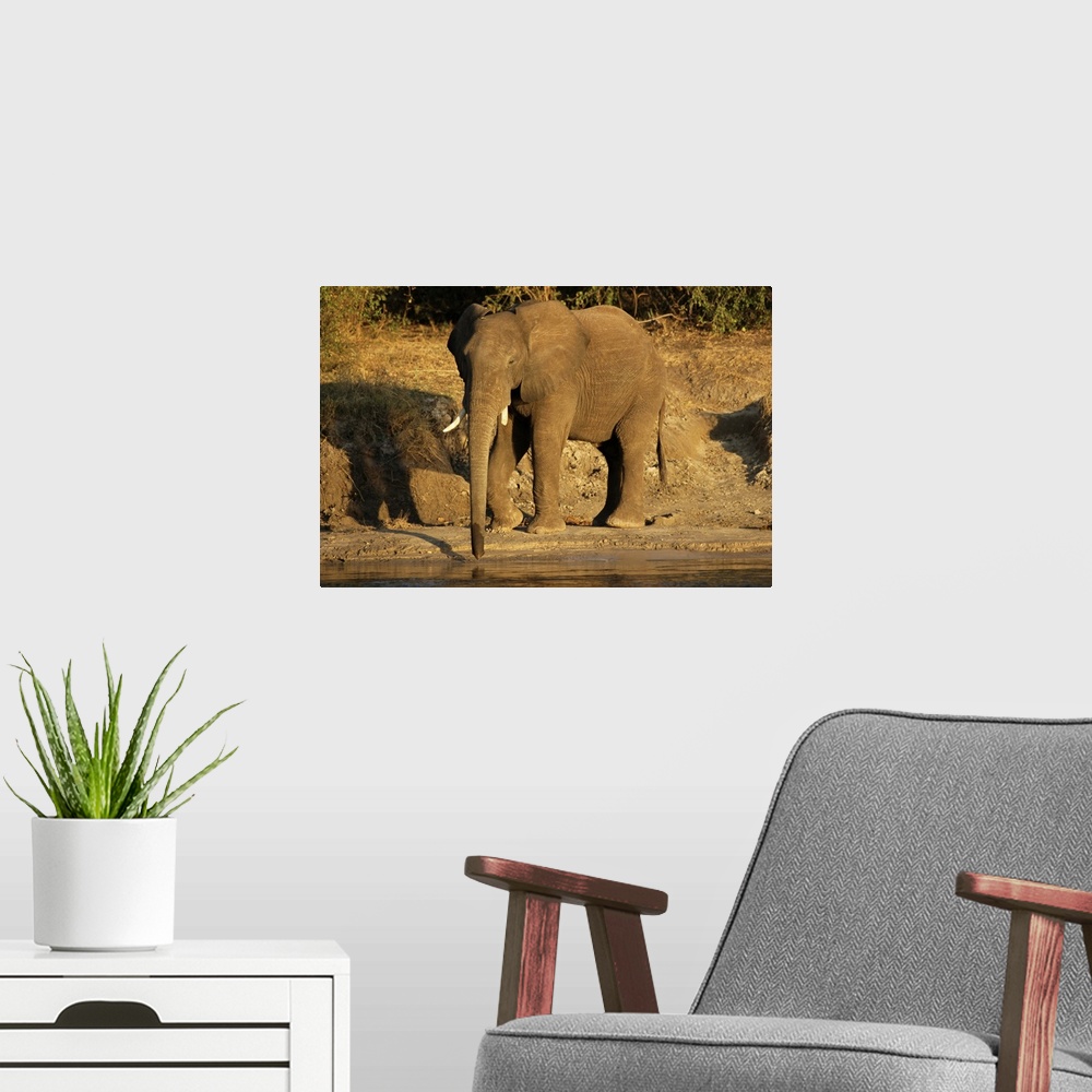 A modern room featuring African elephant drinking, Zambesi River, Victoria Falls National Park, Zimbabwe