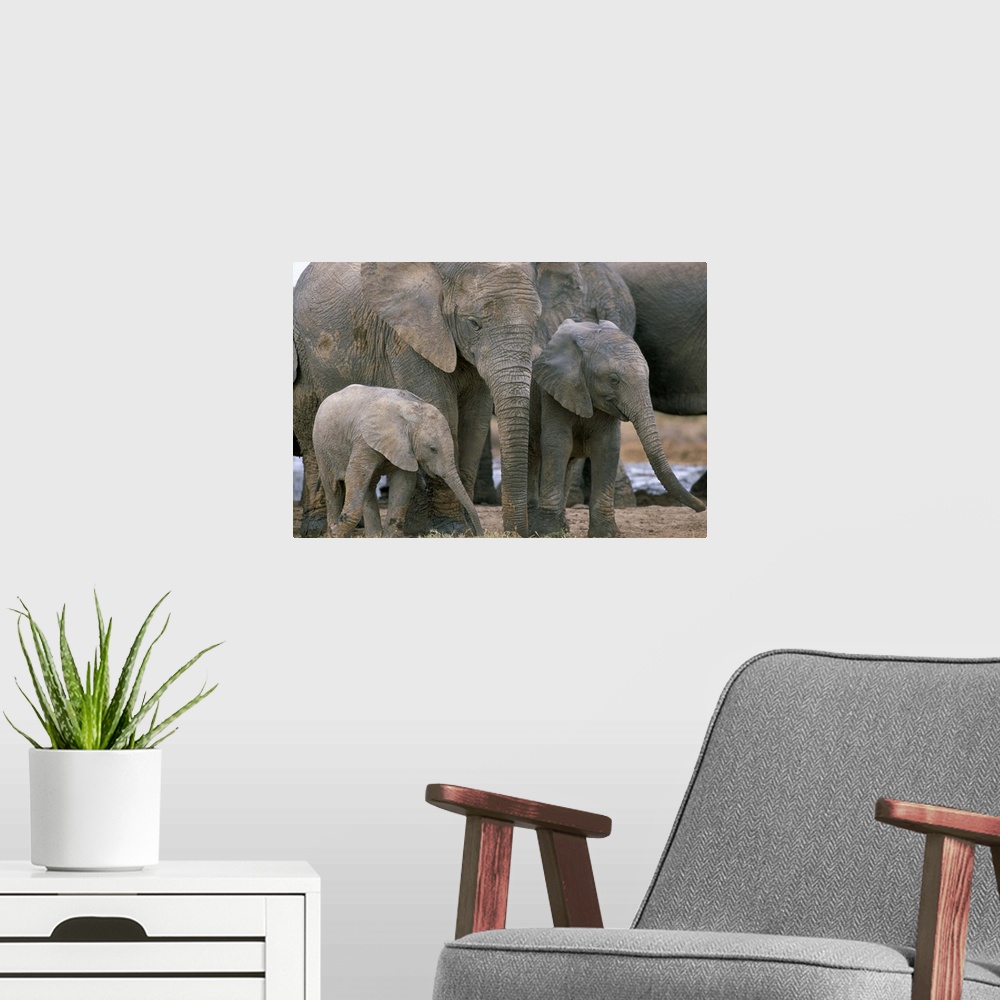 A modern room featuring African elephant, Greater Addo National Park, South Africa, Africa