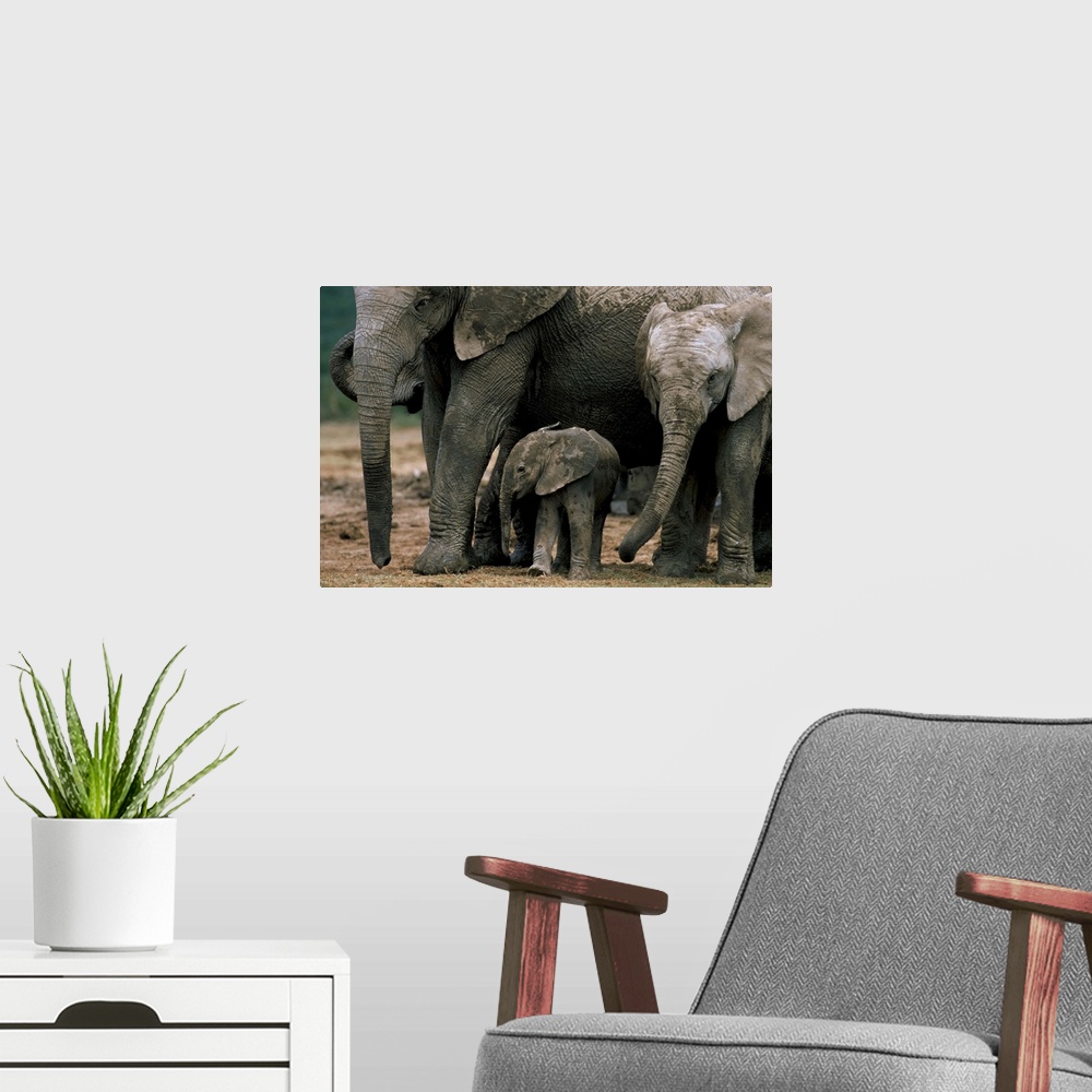 A modern room featuring African elephant in matriarchal group, South Africa, Africa