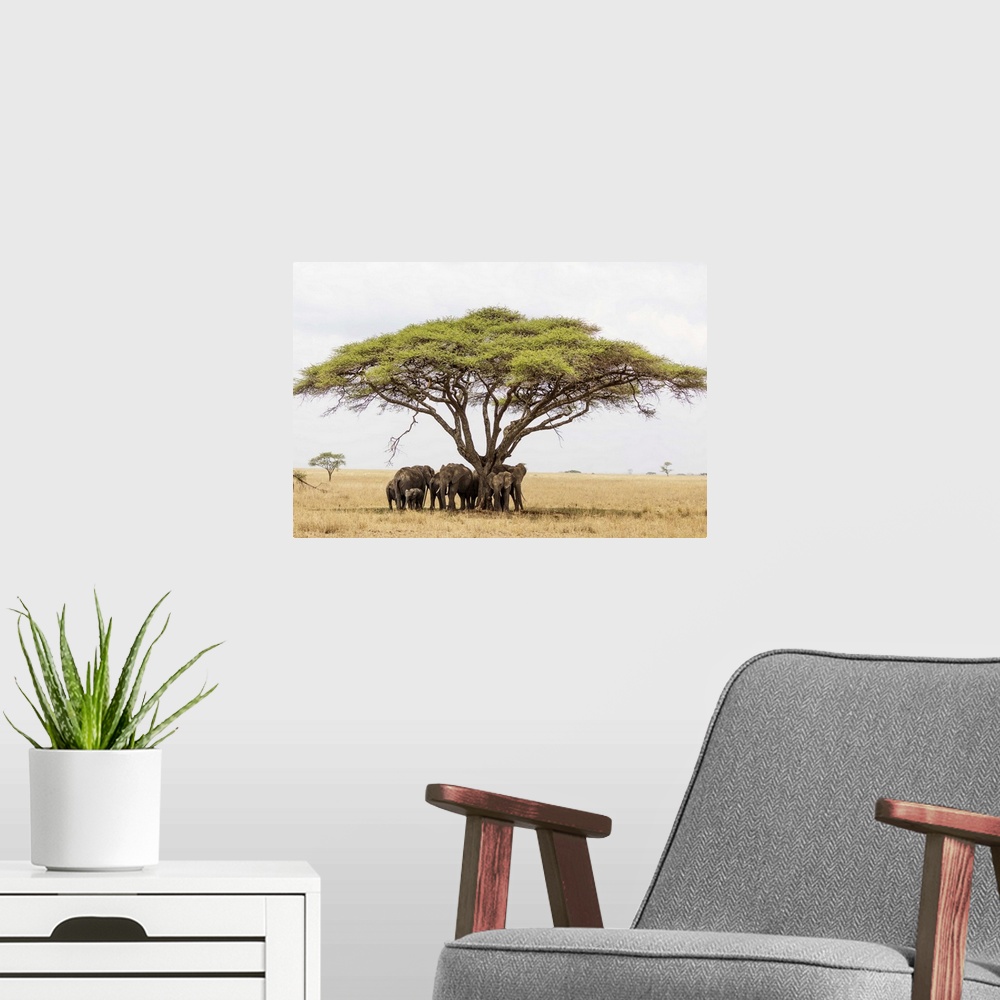 A modern room featuring African elephant (Loxodonta africana) sheltering from the heat under a tree canopy, Serengeti Nat...