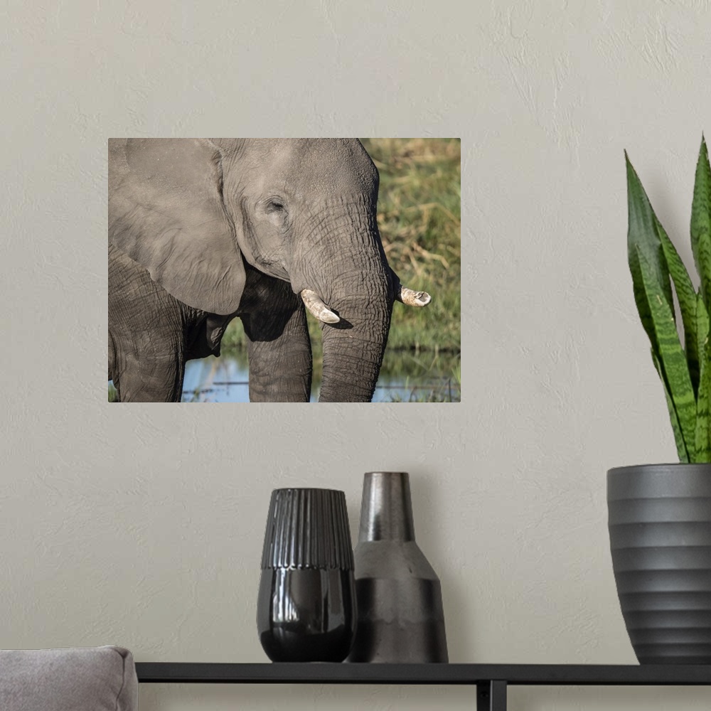 A modern room featuring African elephant (Loxodonta africana), tusk detail in Chobe National Park, Botswana, Africa
