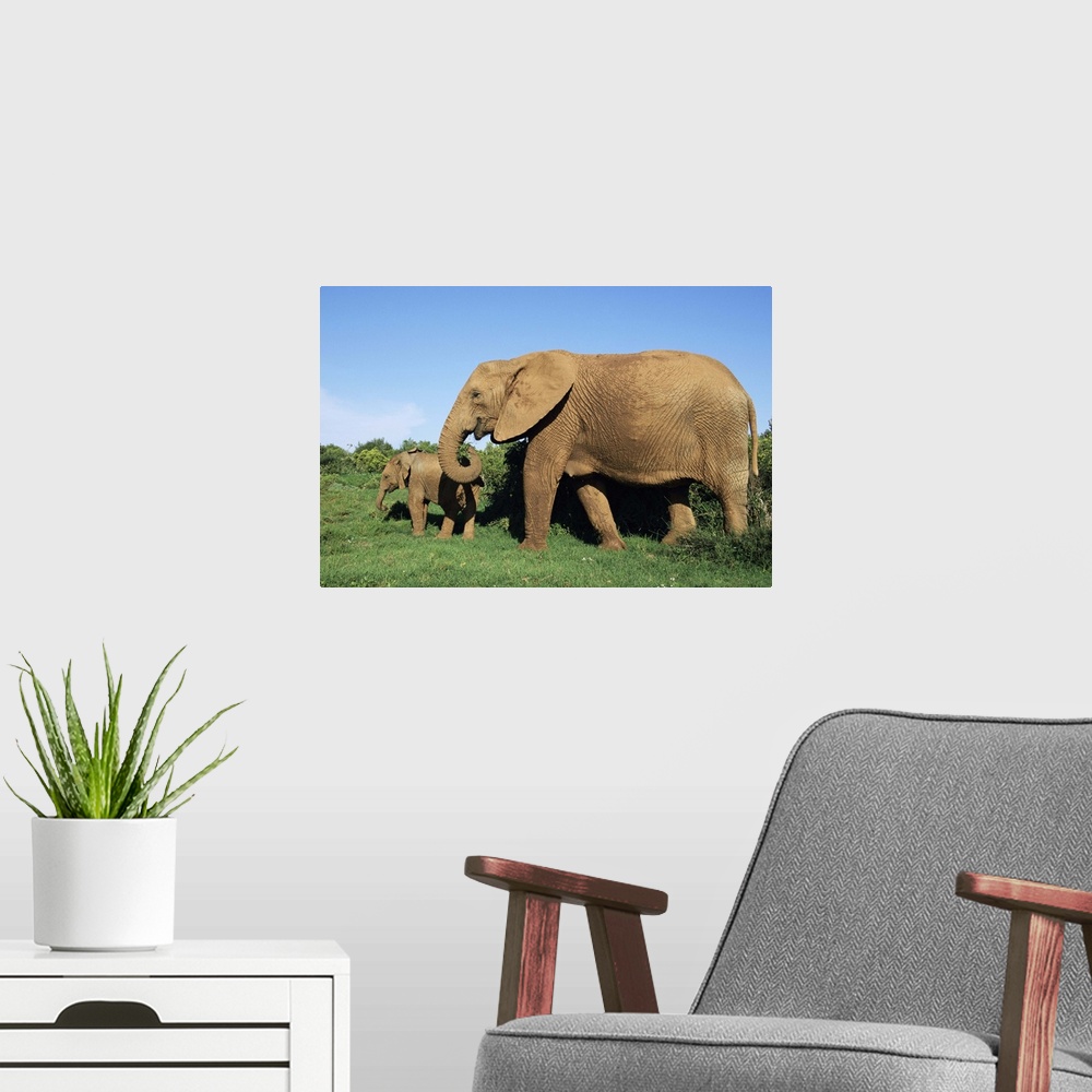 A modern room featuring African elephant, with calf, Addo National Park, South Africa