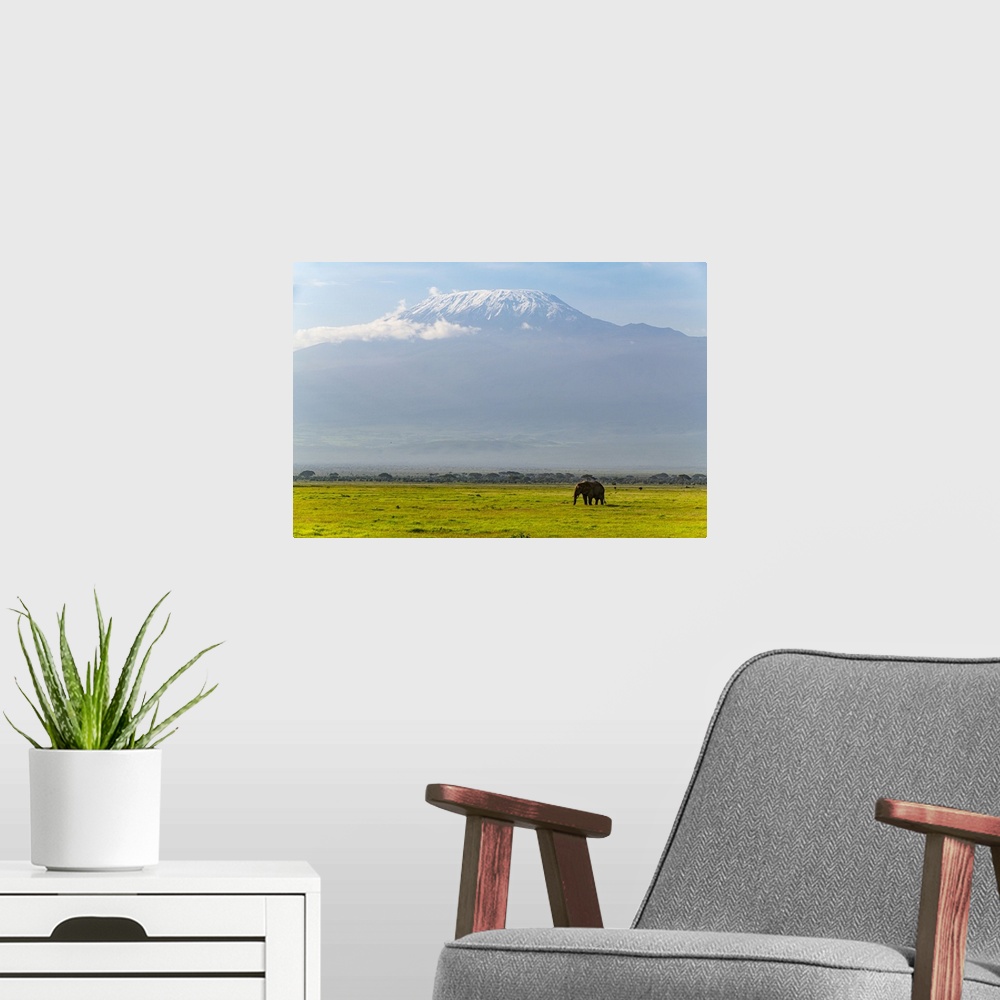 A modern room featuring African elephant (Loxodonta) with Mount Kilimanjaro in the background, Amboseli National Park, Ke...