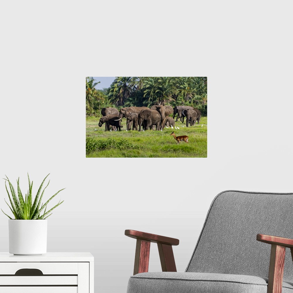 A modern room featuring African elephants (Loxodonta), Amboseli National Park, Kenya, East Africa, Africa