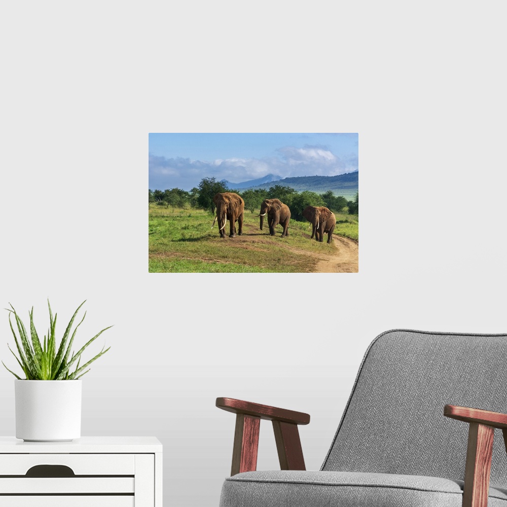 A modern room featuring African elephants (Loxodonta africana), Lualenyi, Tsavo Conservation Area, Kenya, East Africa, Af...