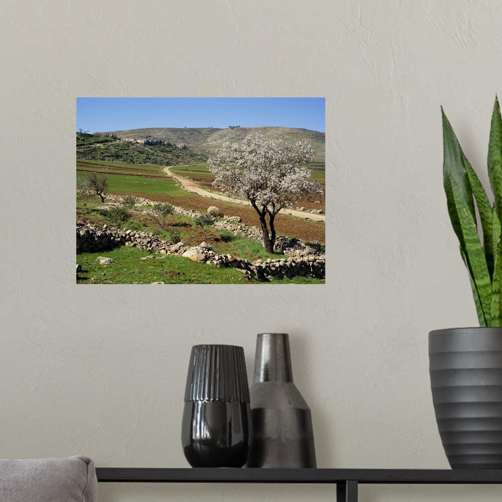 A modern room featuring Almond tree on small plot of land, near Mount Hebron, Israel, Middle East