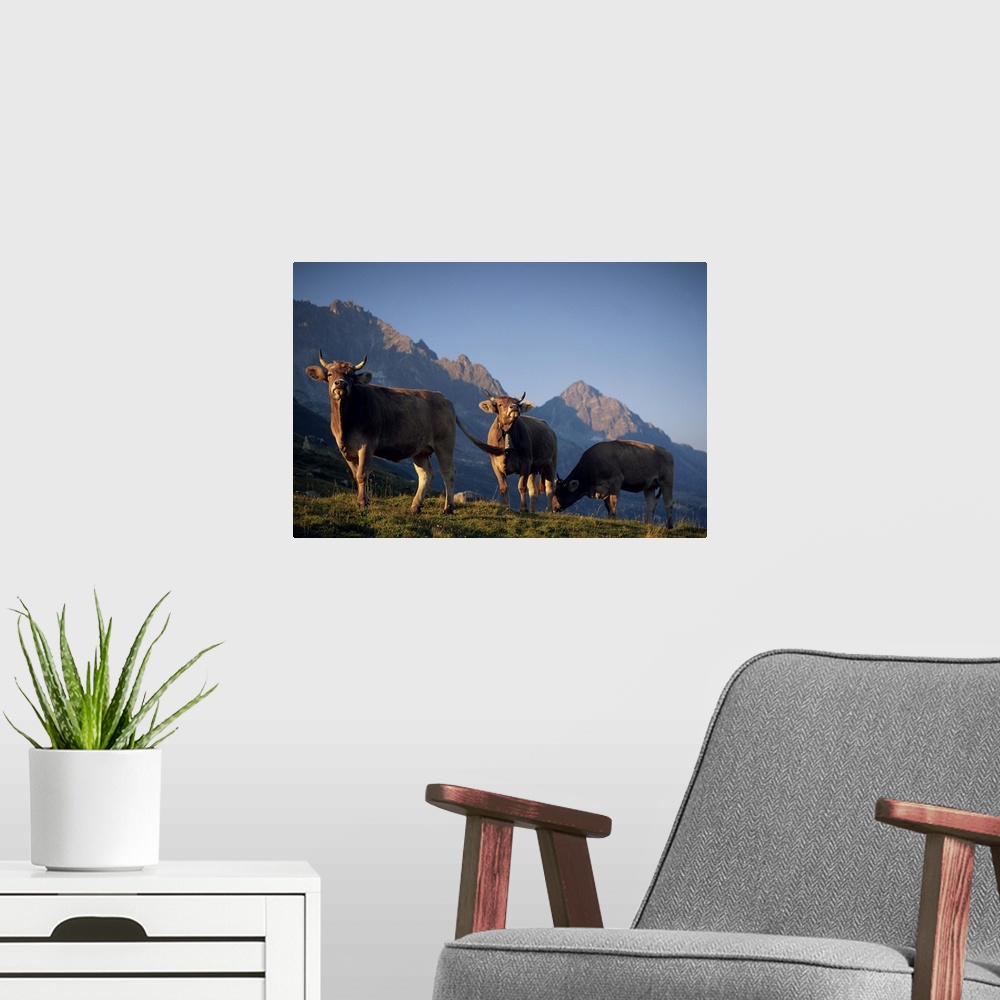 A modern room featuring Alpine cows, St. Gotthard Pass, Switzerland, Europe