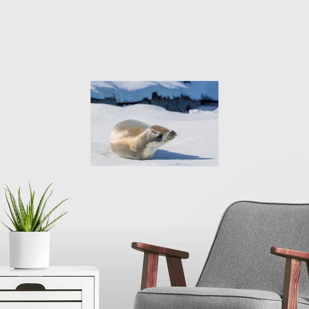 A modern room featuring An adult crabeater seal (Lobodon carcinophaga), hauled out on sea ice in the Useful Islands, Gerl...