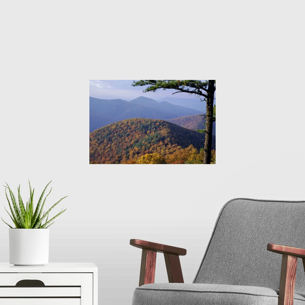 A modern room featuring Autumn forest landscape near Loft Mountain, Shenandoah National Park, Virginia