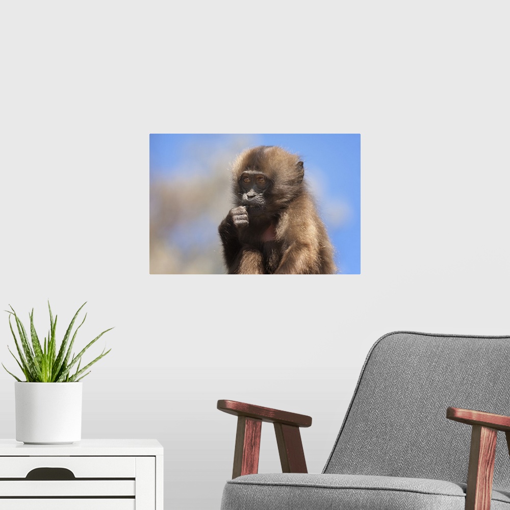 A modern room featuring Baby Gelada baboon, Simien Mountains National Park, Ethiopia, Africa
