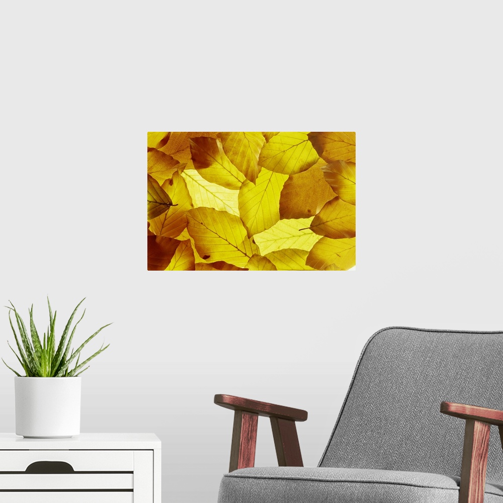 A modern room featuring Back-lit autumnal beech leaves on lightbox