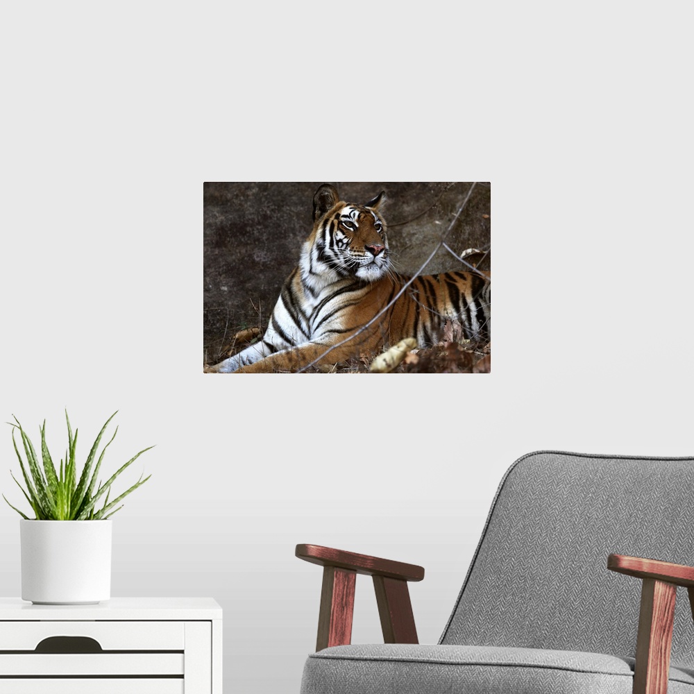 A modern room featuring Bengal tiger, Bandhavgarh National Park, Madhya Pradesh, India