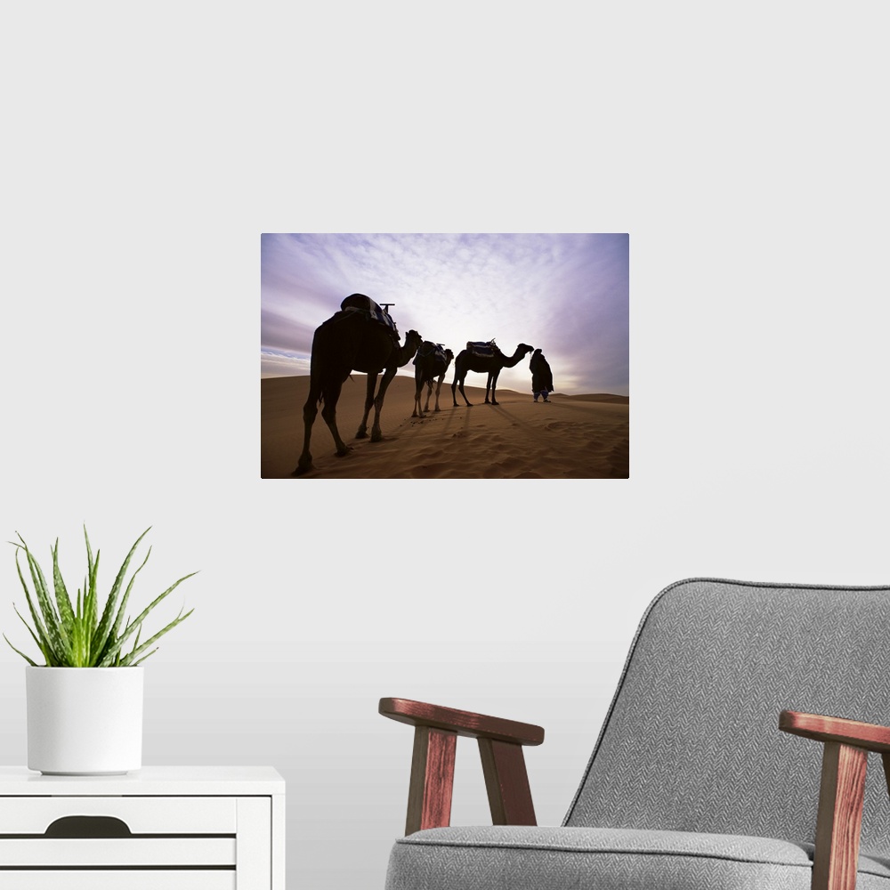 A modern room featuring Berber camel leader and camels in Erg Chebbi sand sea, Sahara Desert, Morocco