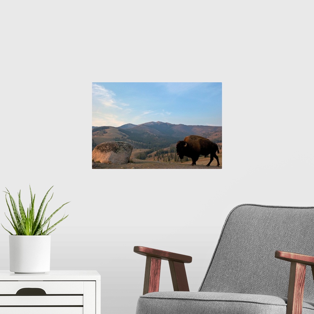 A modern room featuring Bison and Mount Washburn in early morning light, Yellowstone National Park, Wyoming