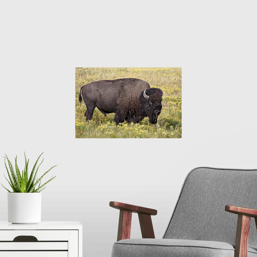 A modern room featuring Bison bull among yellow wildflowers, Yellowstone National Park, Wyoming