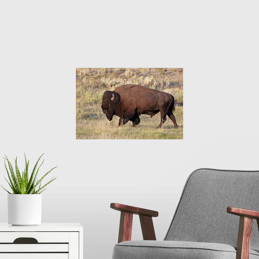 A modern room featuring Bison bull, Yellowstone National Park, Wyoming