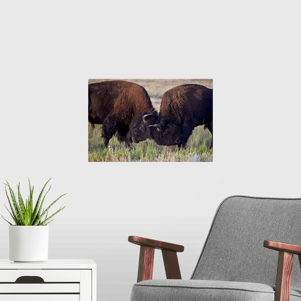 A modern room featuring Bison bulls sparring, Custer State Park, South Dakota, USA