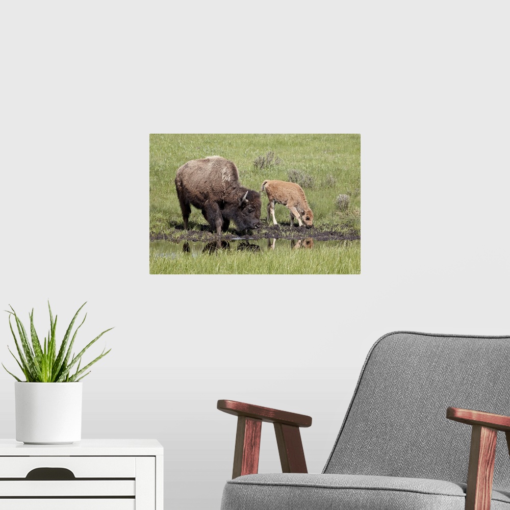 A modern room featuring Bison, cow and calf drinking, Yellowstone National Park, Wyoming