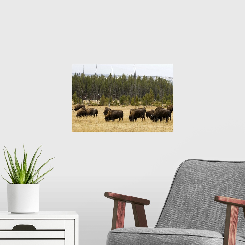 A modern room featuring Bison herd, Yellowstone National Park, Wyoming
