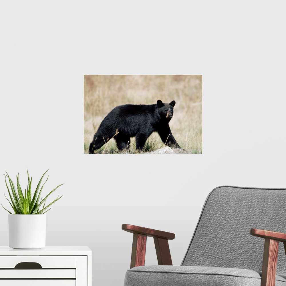 A modern room featuring Black bear, outside Glacier National Park, Montana