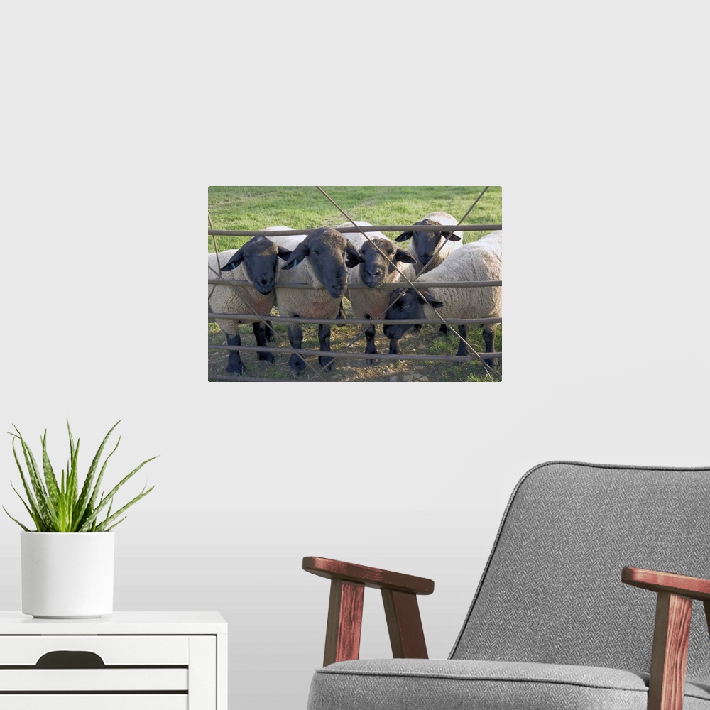 A modern room featuring Black faced sheep looking through gate, Stanway village, The Cotswolds, England