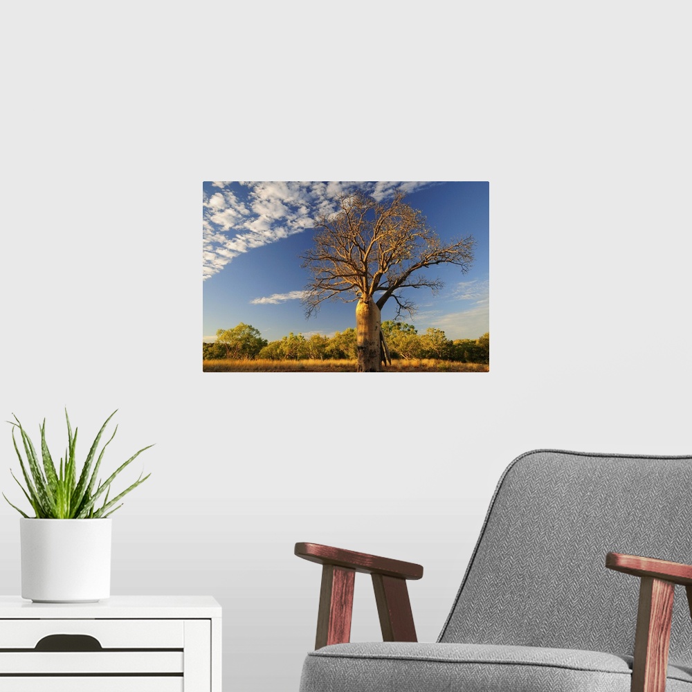 A modern room featuring Boab tree, Kimberley, Western Australia, Australia, Pacific