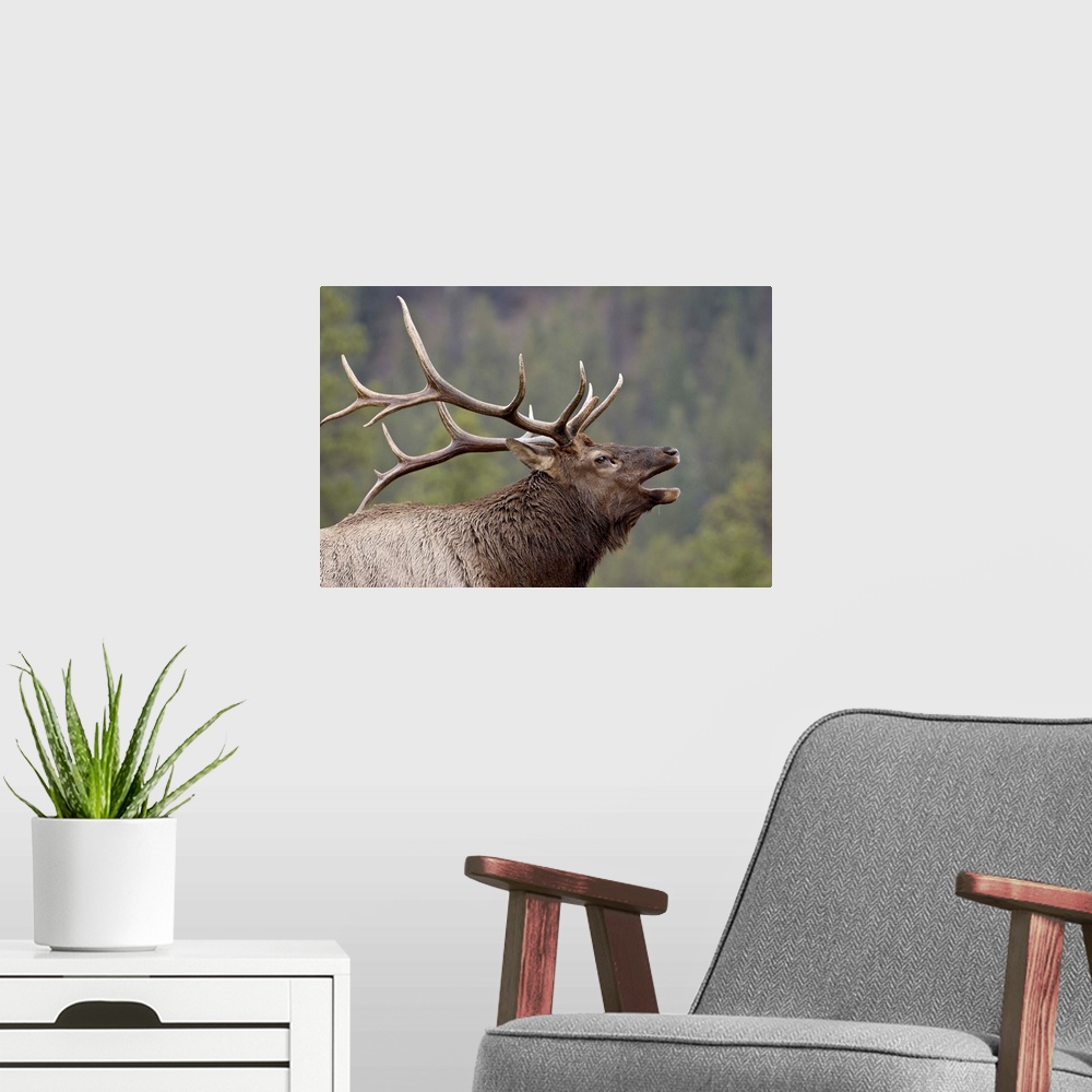 A modern room featuring Bull Elk (Cervus canadensis) bugling, Jasper National Park, Alberta, Canada, North America