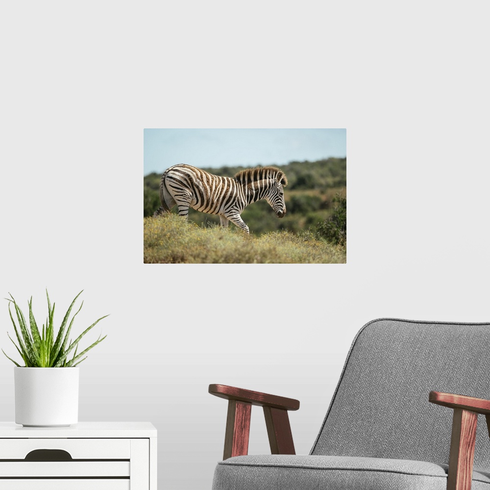 A modern room featuring Burchells Zebra, Addo Elephant National Park, Eastern Cape, South Africa, Africa