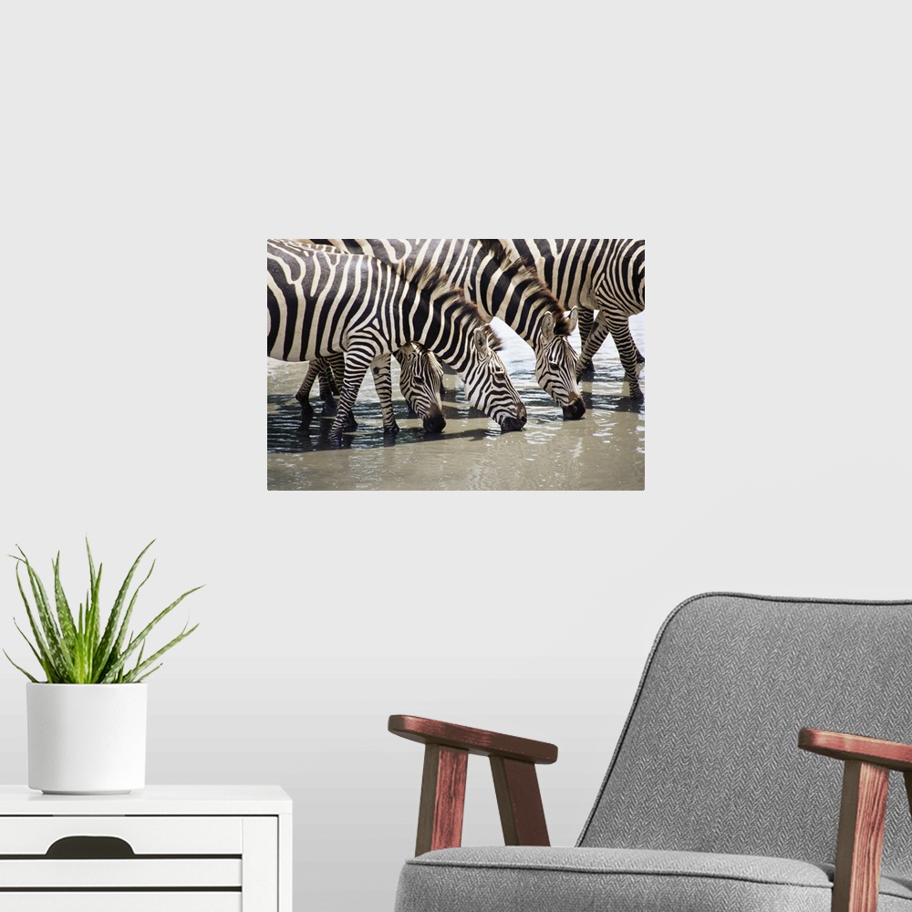 A modern room featuring Burchell's zebra, drinking, Tarangire National Park, Tanzania, East Africa