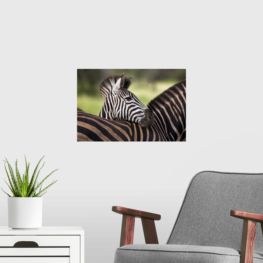 A modern room featuring Burchell's zebra, resting, Kruger National Park, South Africa