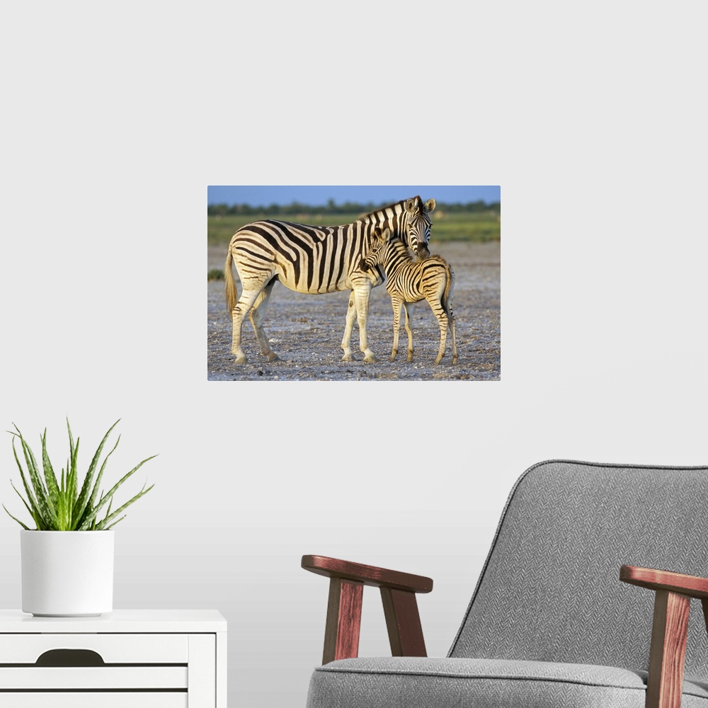 A modern room featuring Burchell's zebra with foal, Etosha National Park, Namibia