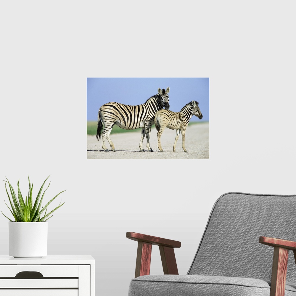 A modern room featuring Burchell's (Plains) zebra, with foal, Equus burchelli, Etosha National park, Namibia, Africa