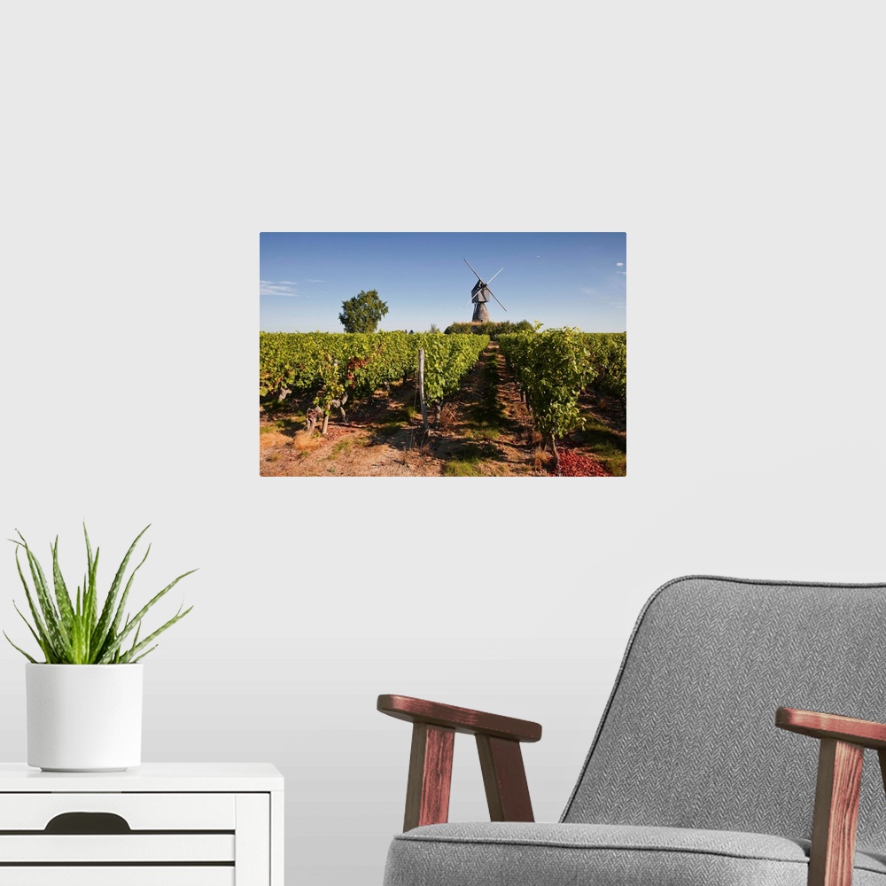 A modern room featuring Cabernet Franc grapes growing in a Montsoreau vineyard, Maine-et-Loire, France