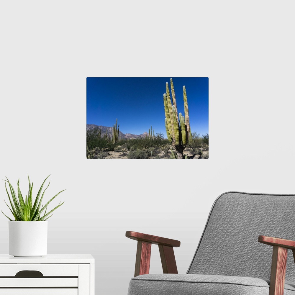 A modern room featuring Cacti in dry desert like landscape, Baja California, Mexico
