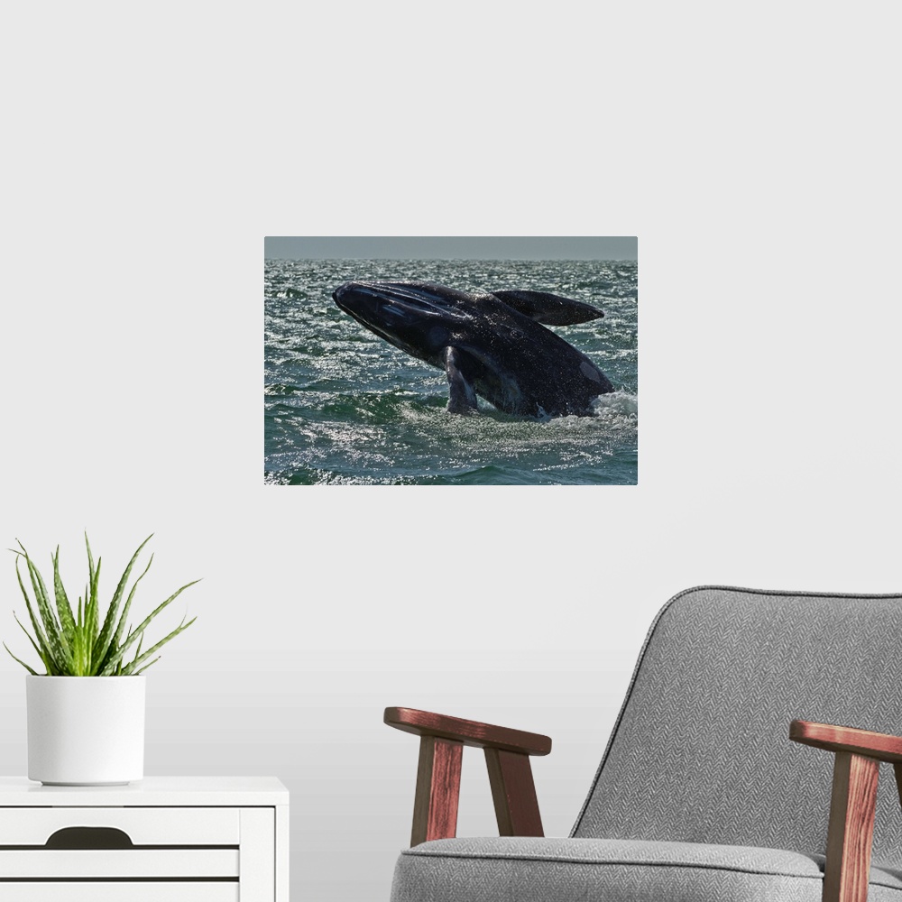 A modern room featuring California gray whale calf breaching, San Ignacio Lagoon, Baja California Sur, Mexico