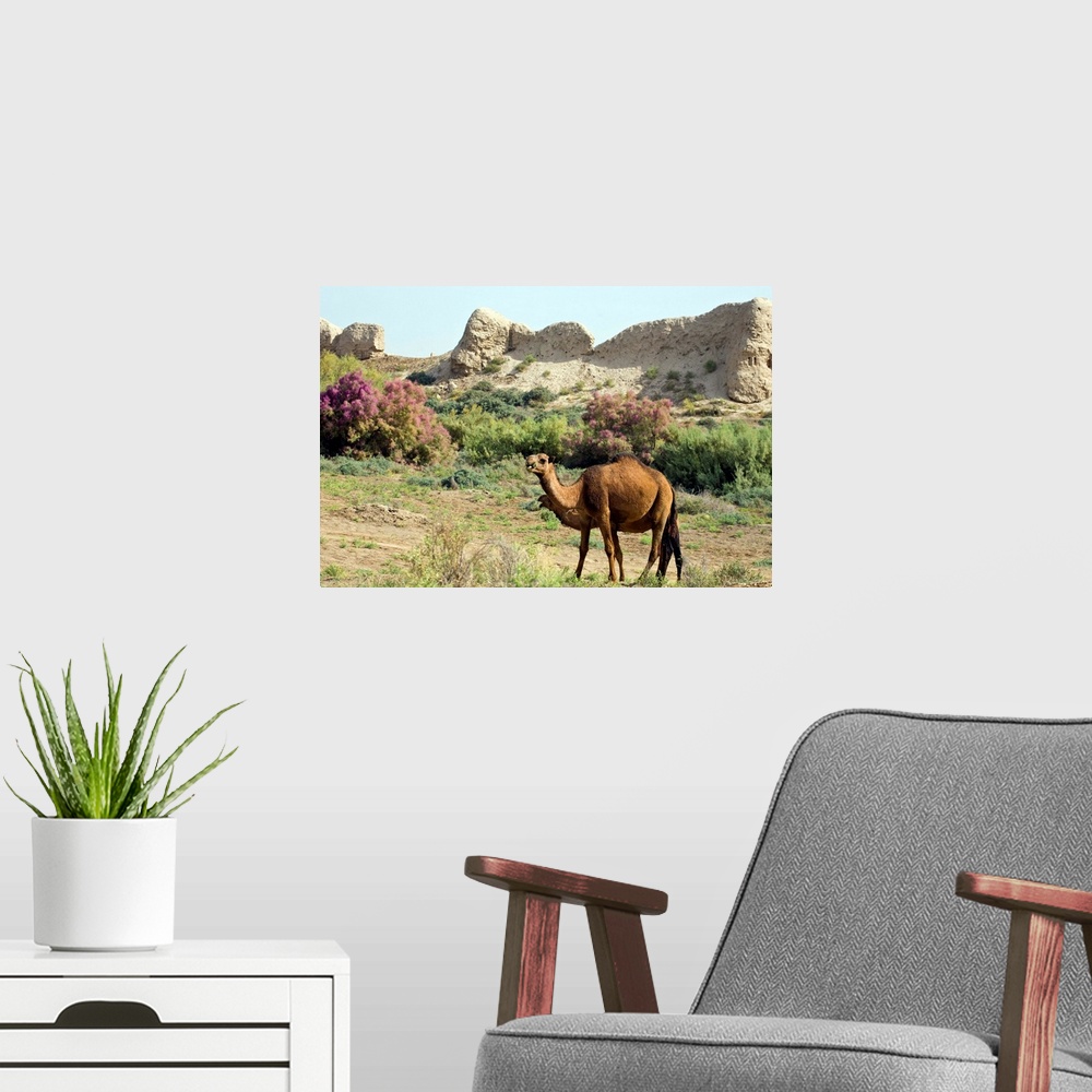 A modern room featuring Camels, Ancient Merv, Mary, Turkmenistan, Central Asia, Asia