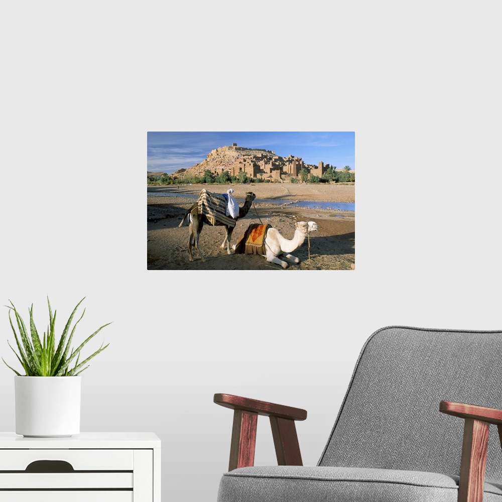 A modern room featuring Camels by riverbank with Kasbah Ait Benhaddou, in background, Morocco, Africa