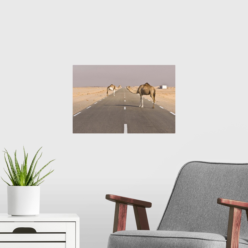 A modern room featuring Camels standing on the road between Nouadhibou and Nouakchott, Mauritania, Africa