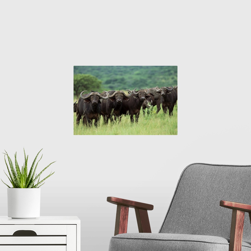 A modern room featuring Cape buffalo, Hluhluwe Game Reserve, Kwazulu-Natal, South Africa