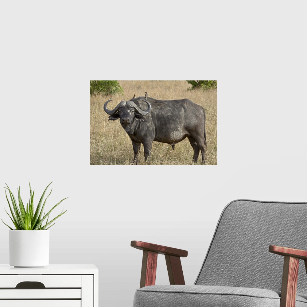 A modern room featuring Cape buffalo or African buffalo Masai Mara National Reserve, Kenya