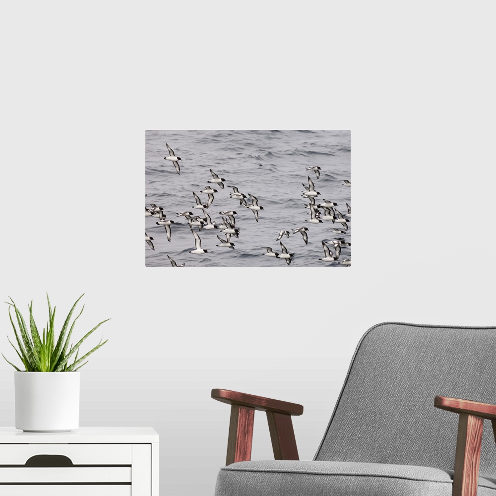 A modern room featuring Cape petrels, Antarctica