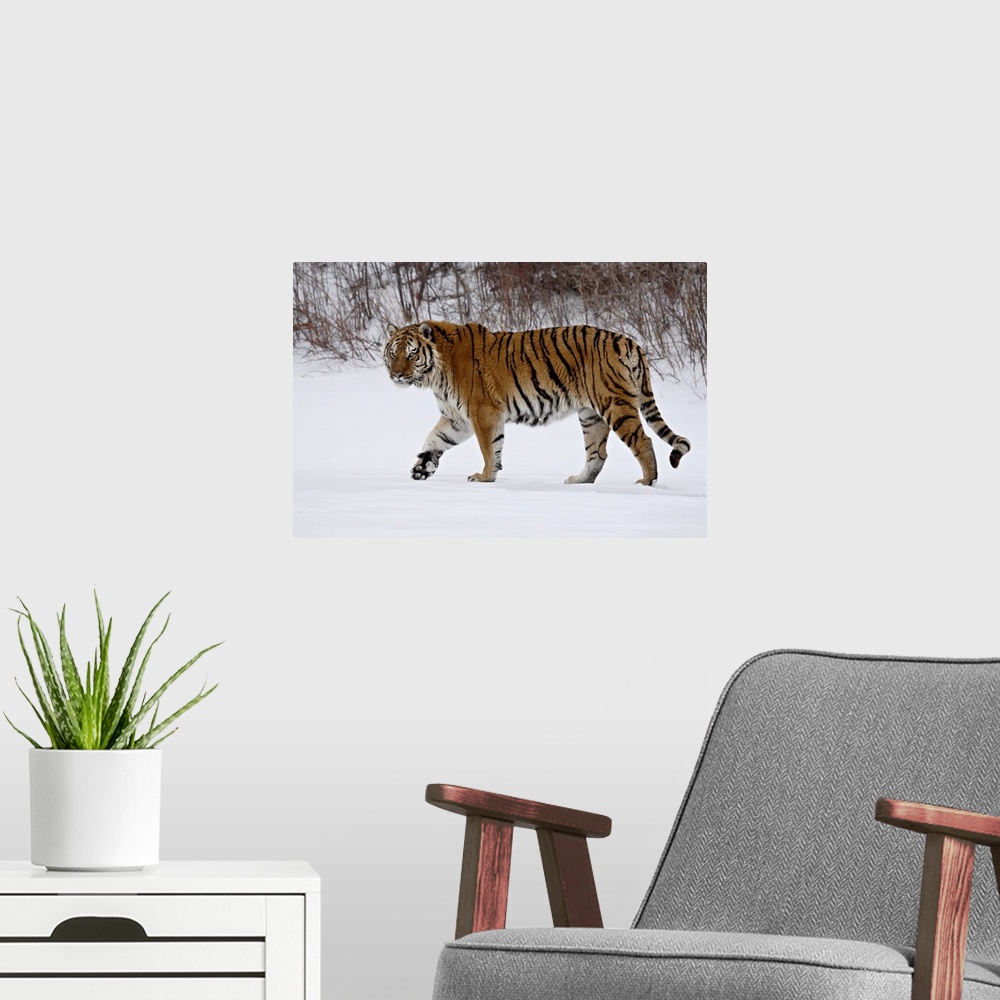 A modern room featuring Captive Siberian Tiger (Panthera tigris altaica) in the snow, near Bozeman, Montana, United State...