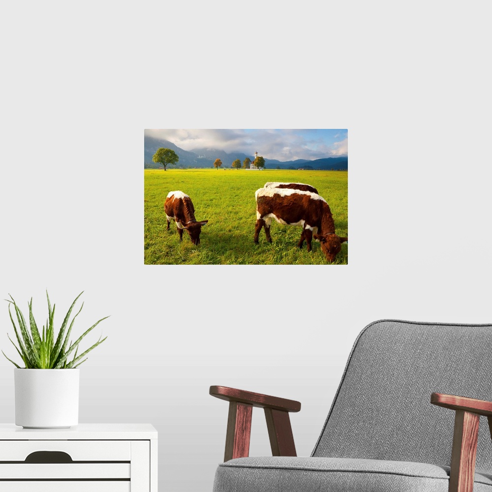 A modern room featuring Cattle grazing with Saint Koloman Church in the background, Bavaria, Germany