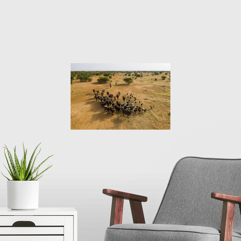 A modern room featuring Aerial of cattle moving to a waterhole, Gerewol festival, courtship ritual competition among the ...