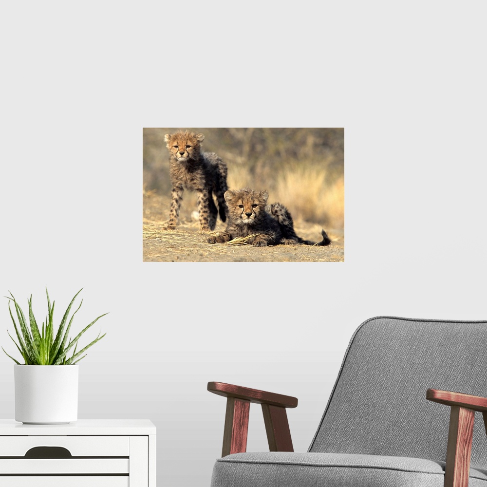 A modern room featuring Cheetah cubs, Duesternbrook Private Game Reserve, Windhoek, Namibia, Africa