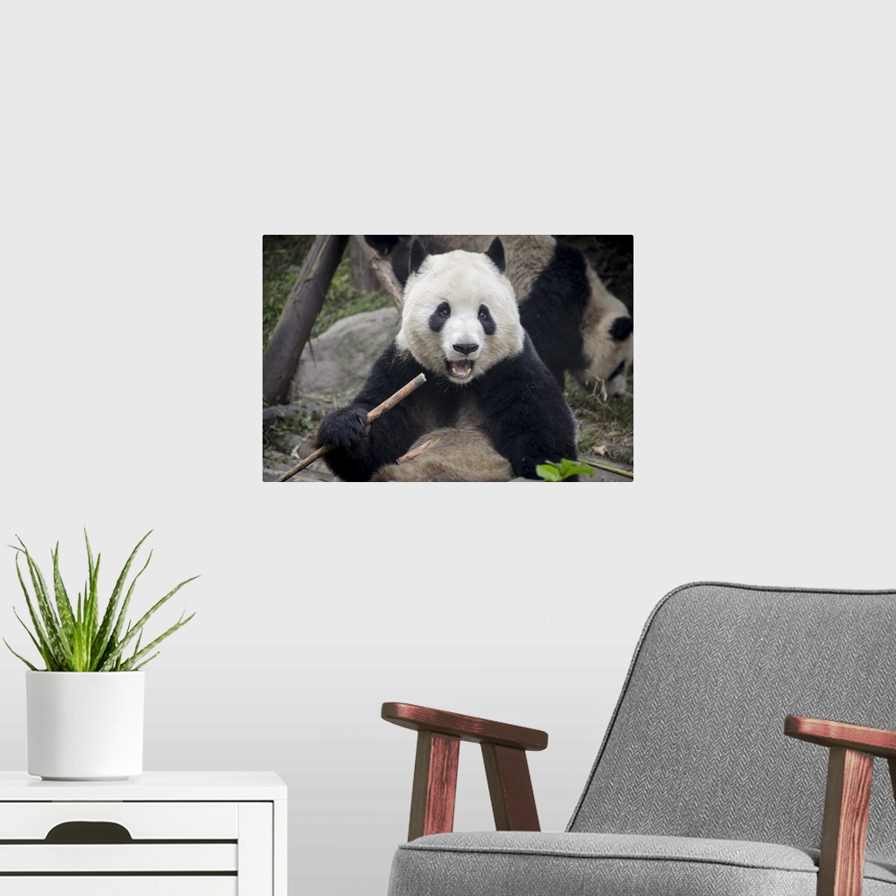A modern room featuring Chengdu Research Base of Giant Panda Breeding, Chengdu, Sichuan Province, China