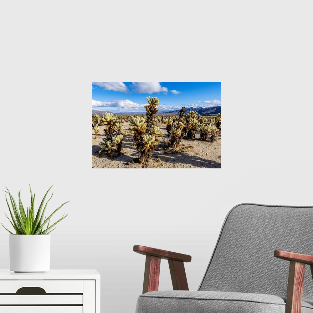A modern room featuring Chuckwalla Cholla, Cholla Cactus Garden, Joshua Tree National Park, California, United States of ...