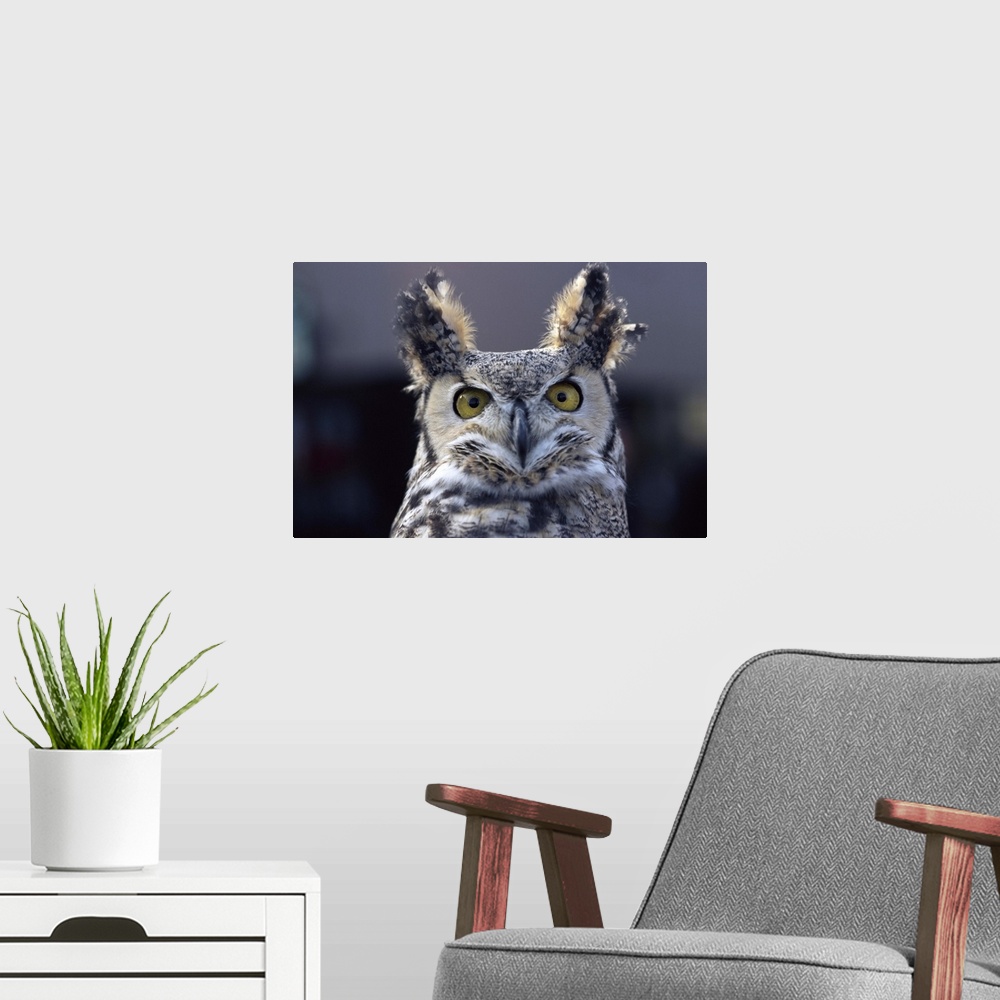 A modern room featuring Close-up of a greeat horned owl, Colorado