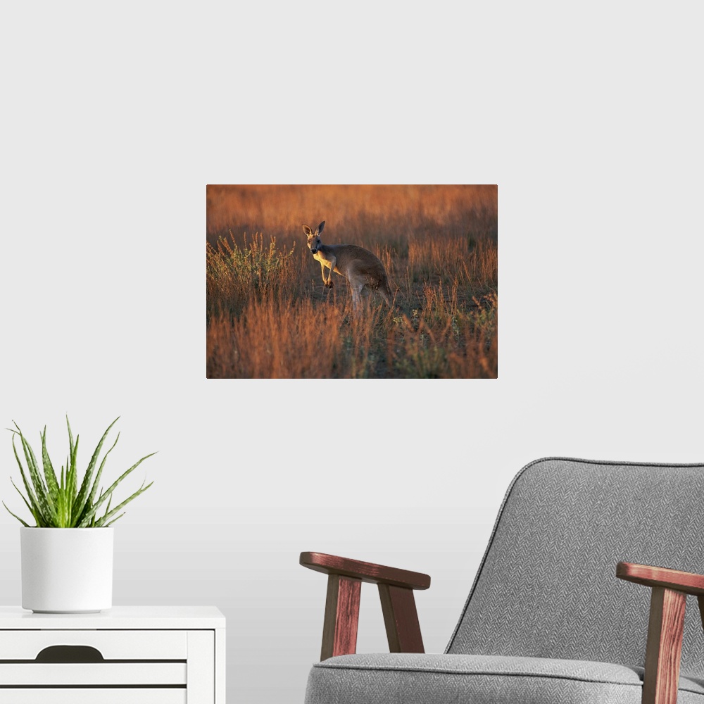 A modern room featuring Close-up of a grey kangaroo, Flinders Range, South Australia, Australia
