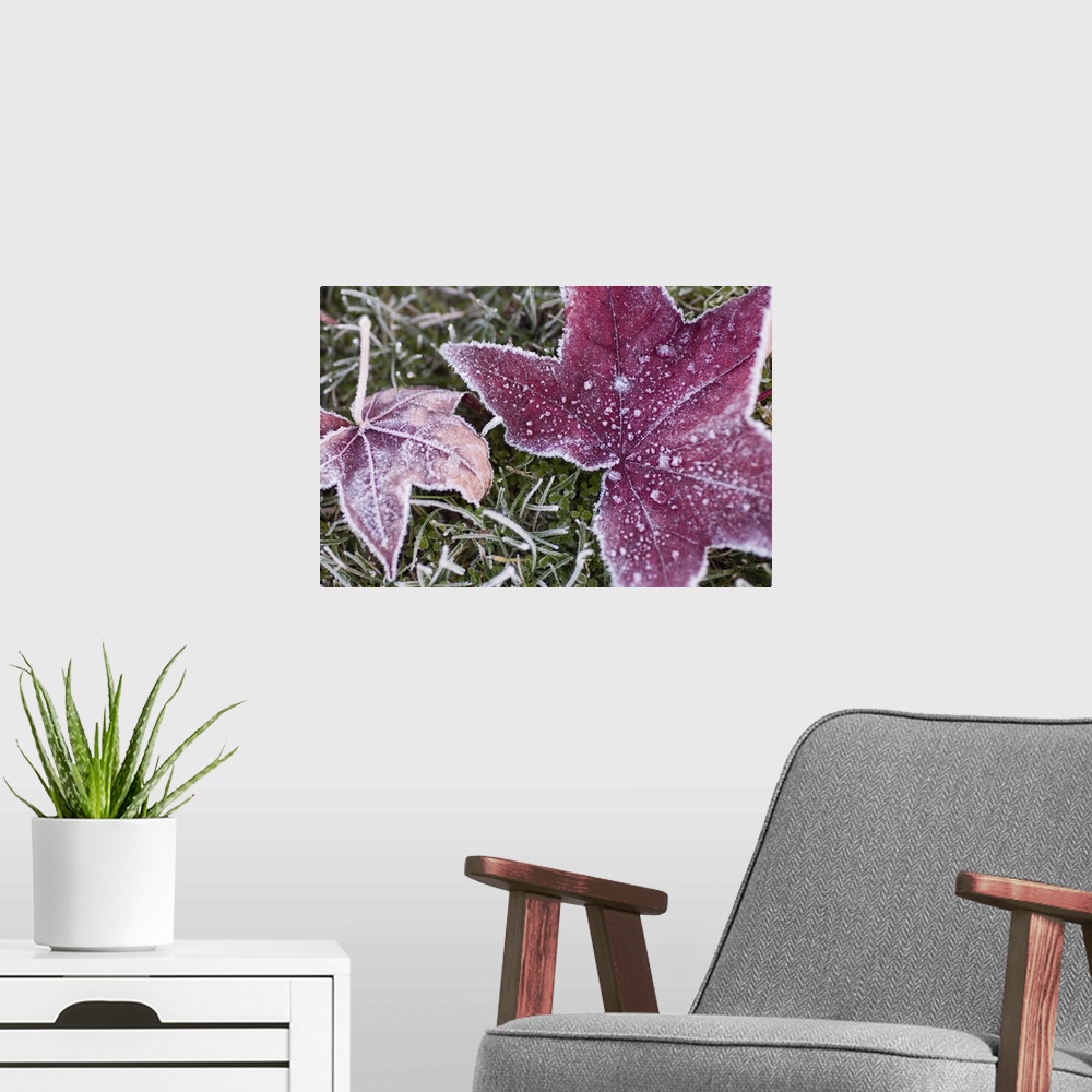 A modern room featuring Close up of frost covered maple leaf and grass